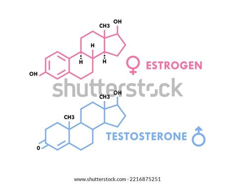 Estrogen Testosterone Hormones Symbol Sex Hormones Stock Vector