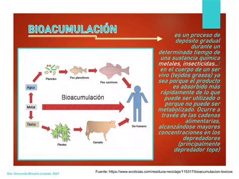 Propiedades Emergentes De Los Ecosistemas Y Bioacumulacion PPT