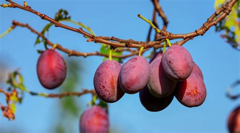 Susino Coltivazione E Potatura Della Pianta