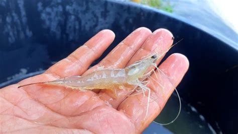 Panduan Pembenihan Udang Jerbung Dan Pengelolaannya