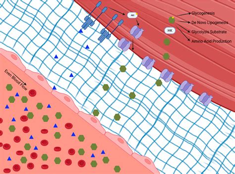 Figure From Glucose Uptake By Skeletal Muscle Within The Contexts Of