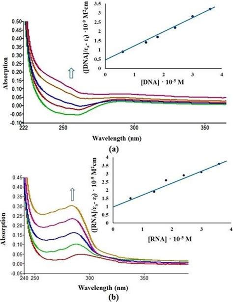 Absorption Spectra Of Complex 1 In 5 Mm Tris Hcl50 Mm Nacl Buffer Upon