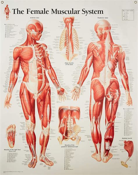 Female Muscular System Anatomical Poster Etsy