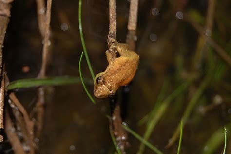 Snouted Tree Frogs From San Jer Nimo Santa Fe Argentina On October