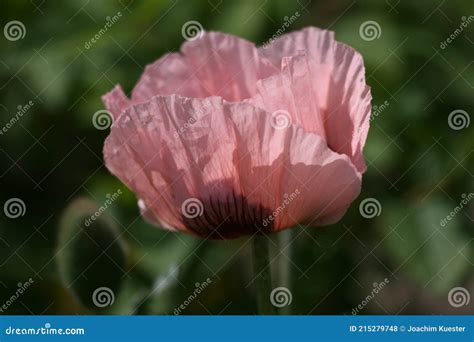 Vestimenta Das Flores Vermelhas Da Papoila Foto De Stock Imagem De