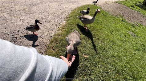 Hissing Goose Cute Ducks Happy Life Youtube