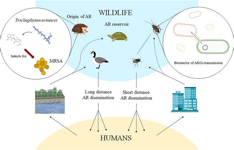 Frontiers Wildlife And Antibiotic Resistance