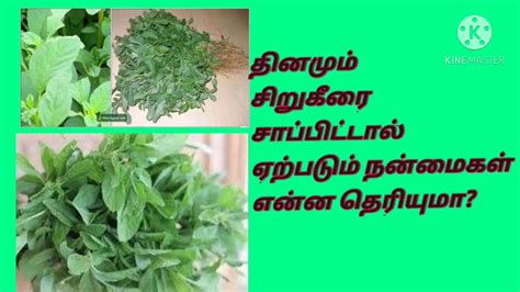 சறகரயன பயனகள benefits of sirukeerai YouTube