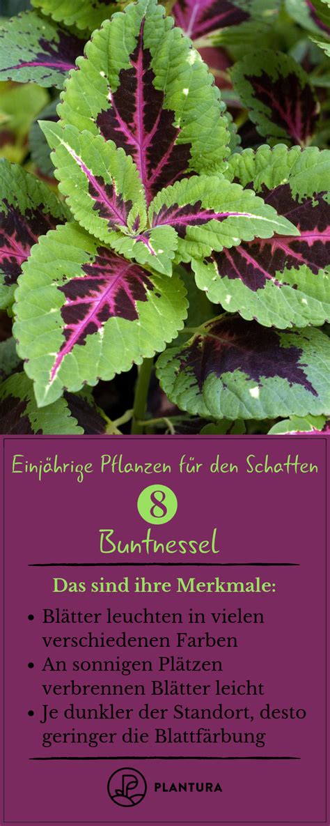 Top Einj Hrige Pflanzen F R Den Schatten Platz Buntnessel Dunkle