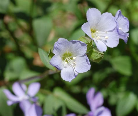 Flowers That Start With J List Of Flower Names J