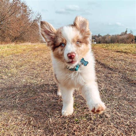 Collection 93 Pictures Light Brown And White Australian Shepherd Stunning