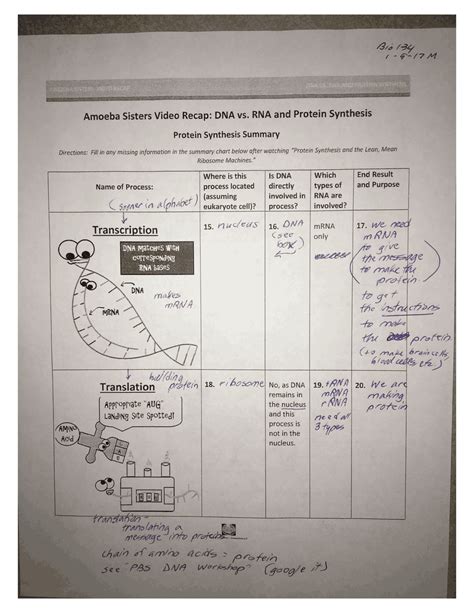 Protein synthesis amoeba sister’s summary - Docsity