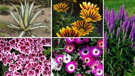 15 Plantes Résistantes À La Chaleur Bonne idée