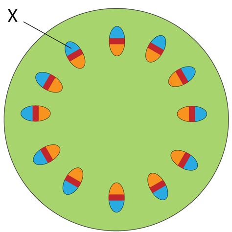 Cross Section Of Stem Diagram