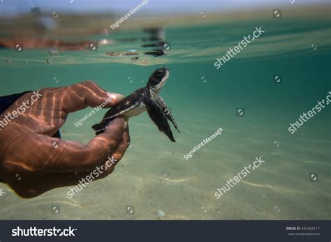 Sea Turtle Hatchlings Being Released Sea Stock Photo 445264117 | Shutterstock