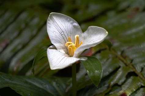 Trillium-Flower Photos - Download 3982 Free Images - Noun Project