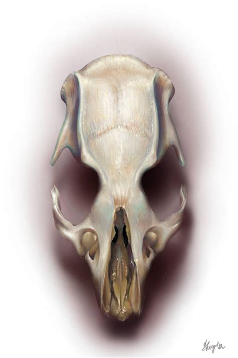 Skull Study Rat By Shvau4 On Deviantart