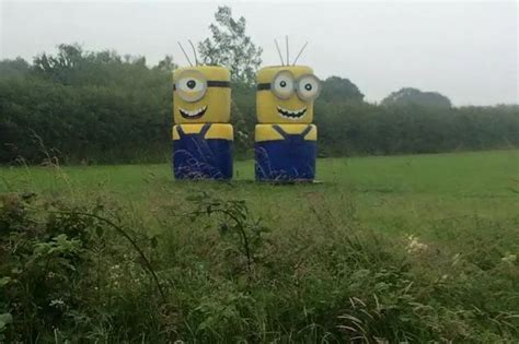 Skelmersdale police appeal after "minions" spotted in field - Liverpool Echo