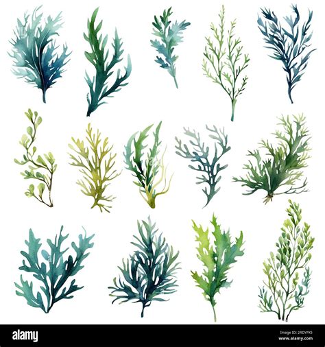 Seaweed Underwater Plants Green Laminaria Watercolor Illustartion