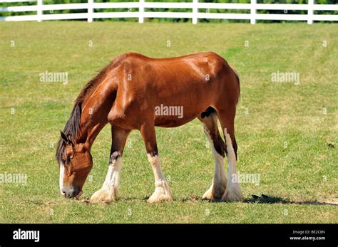 Young Clydesdale horse on a farm's pasture Stock Photo - Alamy