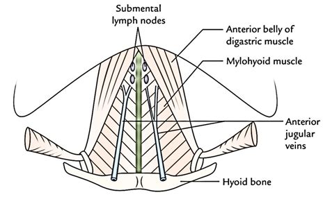 Anterior Triangle of the Neck – Earth's Lab