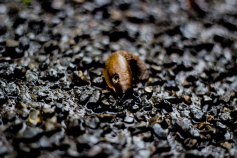 integrated slug control agricology