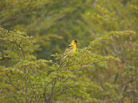 Carduelis Barbata Aves Fin Del Mundo Tierra Del Fuego Ushuaia