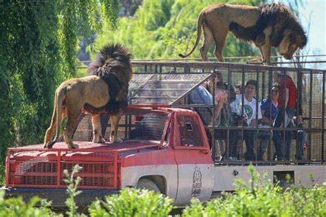 Safari Park Full Day From Santiago