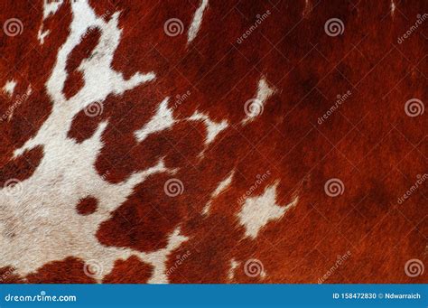 Cow Skin Texture and Background Stock Photo - Image of abstract, ornate ...