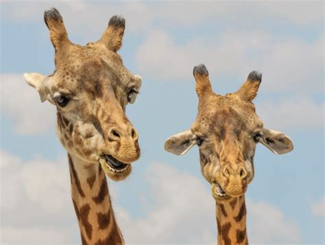 Giraffes Free Stock Photo Public Domain Pictures