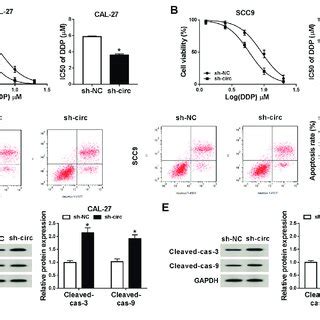 Circ Knockdown Enhanced Ddp Sensitivity And Cell Apoptosis A