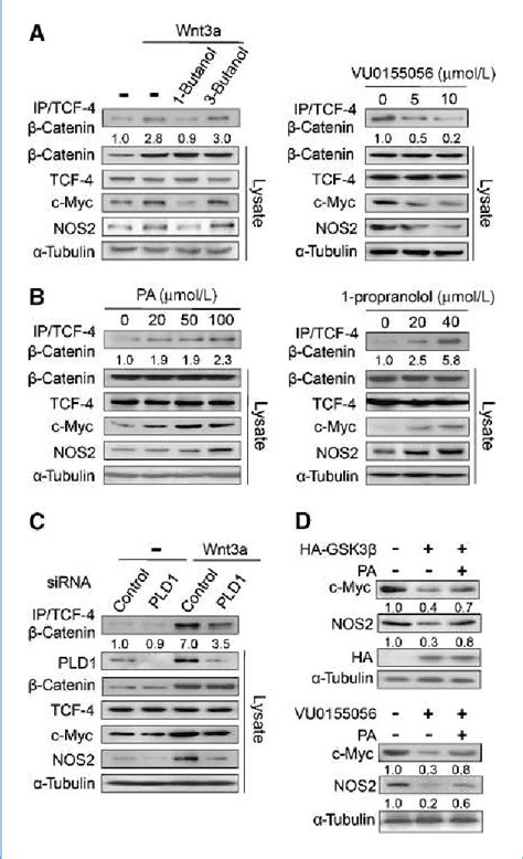 Figure From Phospholipase D Drives A Positive Feedback Loop To