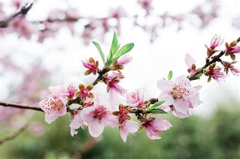 Nectarine Blossom Pictures | Download Free Images on Unsplash