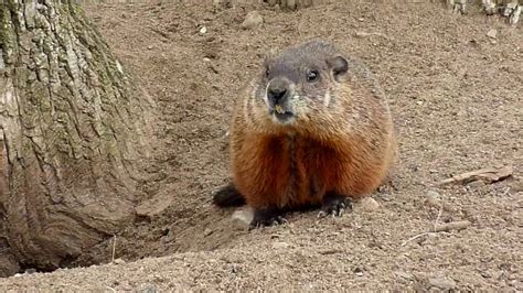 Woodchuck Marmota Monax Youtube