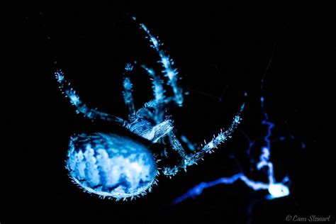 Orb Weaver Spider Uv Vs White Light Its Like Peeking Into Another World Rspiders