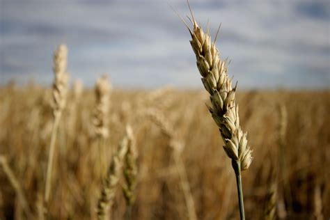 Qu est ce qu une allergie au blé Quels sont les symptômes