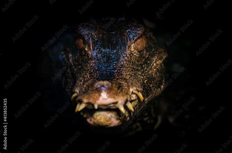 Krokodil im Zoo Stock Photo | Adobe Stock