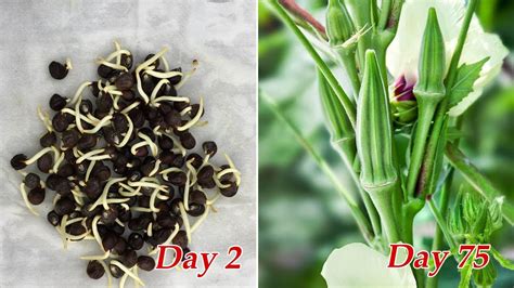 How To Grow Okra At Home Growing Okra From Seeds Youtube