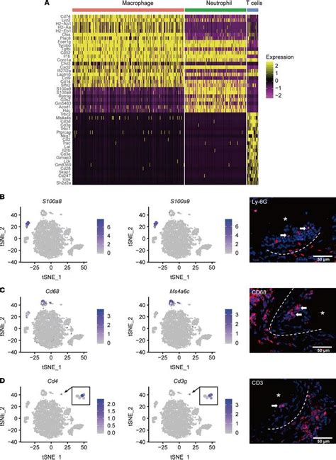 JCI Insight Distinct Patterns Of Responses In Endothelial Cells And