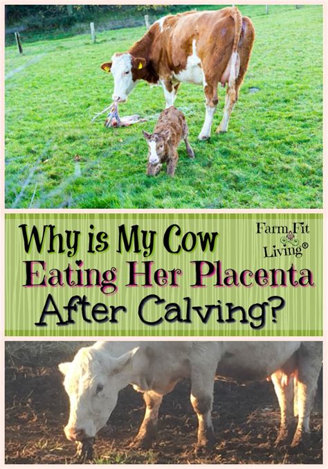 Why Is That Cow Eating Her Placenta? | Farm Fit Living