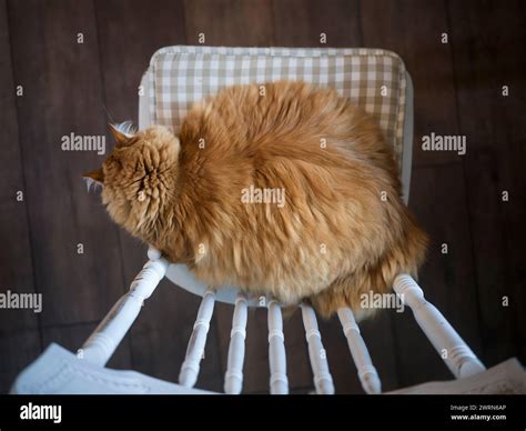 fat orange cat  chair stock photo alamy