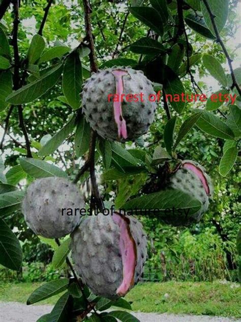 Annona Diversifolia Ilama Fruit 2 Fresh Seeds For Etsy