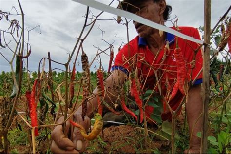 Petani Cabai Ungkap Ada Gagal Panen Akibat Cuaca Ekstrem