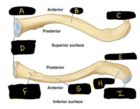 Bones Of Upper Limb Flashcards Quizlet