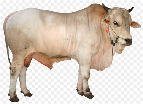 sapi limosin png  koleksi gambar