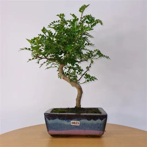 Chinese Pepper Zanthoxylum Pipertum Bonsai Tree Shaped Height