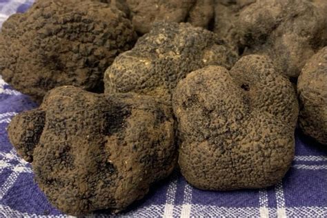 Tartufo Nero Pregiato Caratteristiche Del Tartufo Dolce Invernale