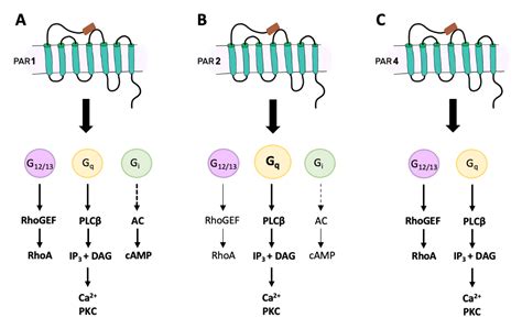 Ijms Free Full Text Protease Activated Receptors And Arthritis