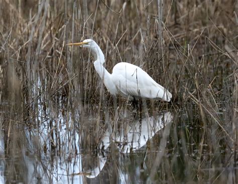 Great Egret - ZooChat
