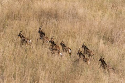 Giant Sable Conservation In Angola Ahg